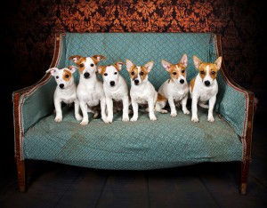 FIRST CLASS: This picture of six Jack Russell Terriers won gold (Image credit Samantha Jones)