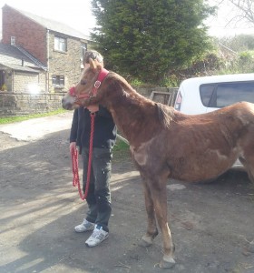 RECOVERING: The pony is being cared for