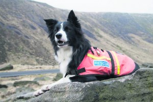 p6 OMRT search dog Bob