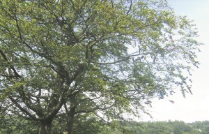 DIGITAL CAMERA