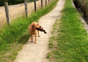 p4 jed the fish catching dog