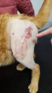 Alfie pellet hole wound and stitches
