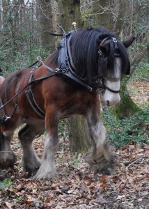 Big Lad portait - credit Green Estates