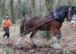 Big Lad working in woodland - credit Green Estates