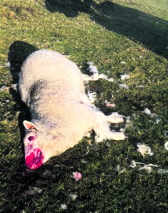 p5 dead sheep pic