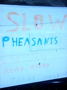 p6 pheasants isle of skye road