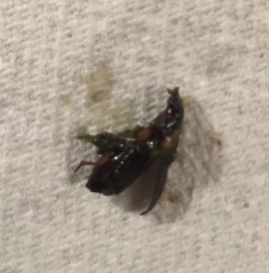 p6 tesco beetle